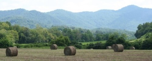 Read more about the article Feeding Hay