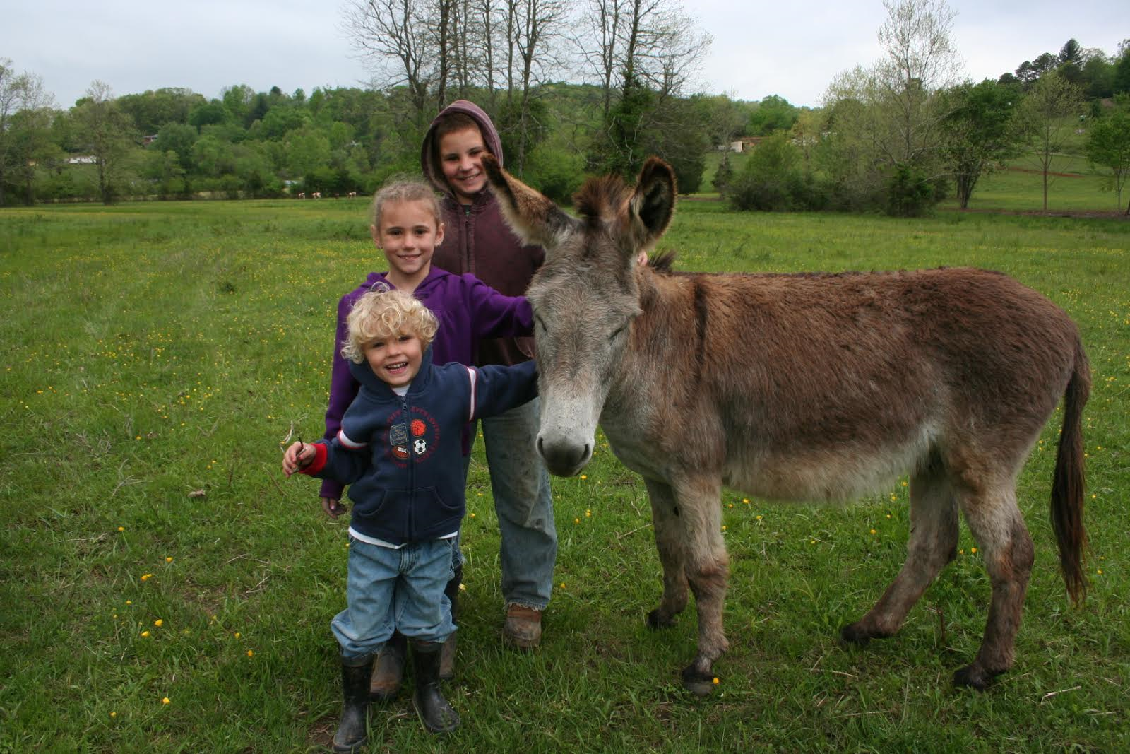 Read more about the article Donkey Force
