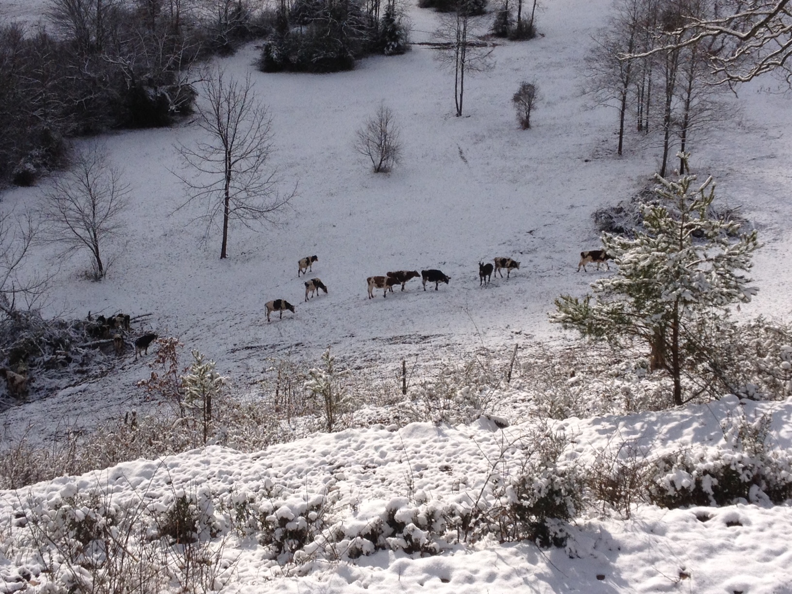 Read more about the article Cold weather cows